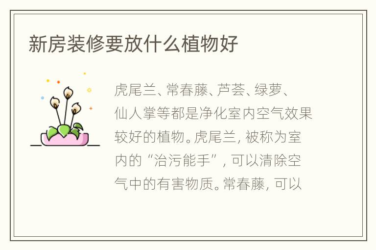 新房裝修要放什么植物好